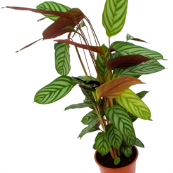 Nieuwe Producten -Woondecoratie Winkel calathea oppenheimiana schaduwplant p17 h65 5