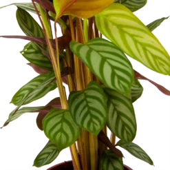 Calathea Oppenheimiana - Schaduwplant - P17 H65 - Kamerplant -Woondecoratie Winkel calathea oppenheimiana schaduwplant p17 h65 6
