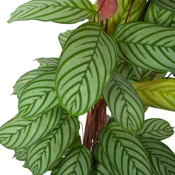 Nieuwe Producten -Woondecoratie Winkel calathea oppenheimiana schaduwplant p27 h130 5