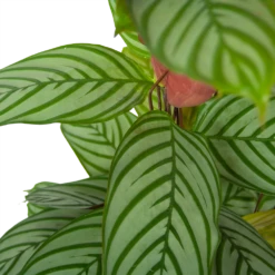 Calathea Oppenheimiana - Schaduwplant - P27 H130 - Kamerplant -Woondecoratie Winkel calathea oppenheimiana schaduwplant p27 h130 6