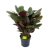 Calathea Ornata - Livingplant - P27 H80 - Kamerplant -Woondecoratie Winkel calathea ornata livingplant p27 h80 1 3