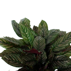 Nieuwe Producten -Woondecoratie Winkel calathea ornata livingplant p27 h80 5 3