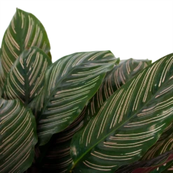 Calathea Ornata - Livingplant - P27 H80 - Kamerplant 8 Calathea Ornata - Livingplant - P27 H80 - Kamerplant -Woondecoratie Winkel calathea ornata livingplant p27 h80 6 3