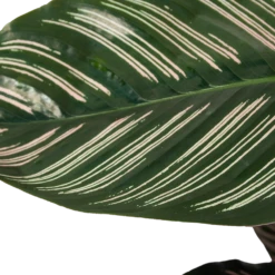 Calathea Ornata - Livingplant - Schaduwplant - P19 H75 - Kamerplant -Woondecoratie Winkel calathea ornata livingplant schaduwplant p19 h75 6 1