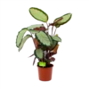 Calathea Picturata - Livingplant - P17 H65 - Kamerplant