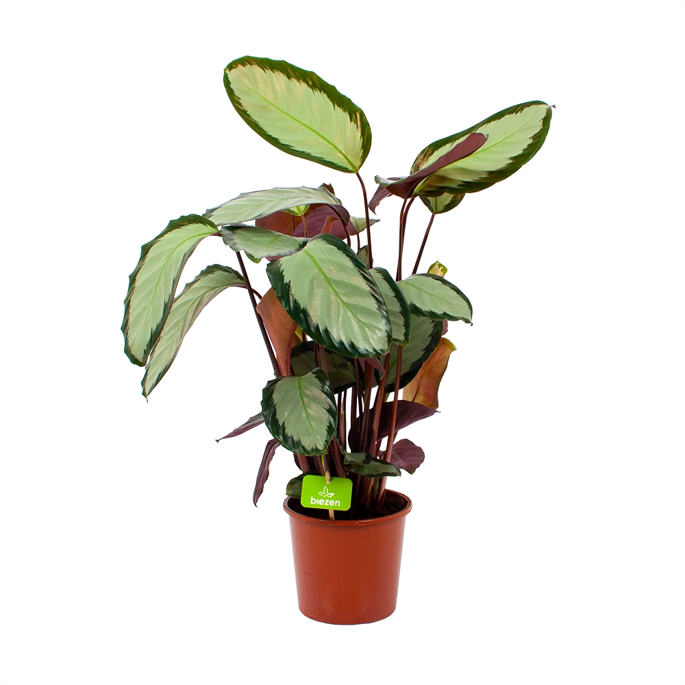 Calathea Picturata - Livingplant - P17 H65 - Kamerplant 2 Calathea Picturata - Livingplant - P17 H65 - Kamerplant