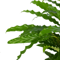 Calathea Rufibarba Bluegrass - Pauwenplant - P17 H65 - Kamerplant -Woondecoratie Winkel calathea rufibarba bluegrass pauwenplant p17 h65 5