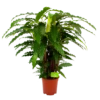 Calathea Rufibarba Bluegrass - Pauwenplant - P21 H105 - Kamerplant -Woondecoratie Winkel calathea rufibarba mirosha pauwenplant p21 h105 4