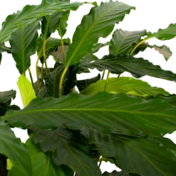 Woondecoratie Winkel -Woondecoratie Winkel calathea rufibarba mirosha pauwenplant p21 h105 5