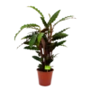 Calathea Rufibarba Wavestar - Pauwenplant - P19 H75 - Kamerplant -Woondecoratie Winkel calathea rufibarba wavestar pauwenplant p19 h75 4