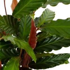 Calathea Rufibarba Wavestar - Pauwenplant - P19 H75 - Kamerplant -Woondecoratie Winkel calathea rufibarba wavestar pauwenplant p19 h75 5