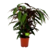 Calathea Rufibarba Wavestar - Pauwenplant - P21 H85 - Kamerplant -Woondecoratie Winkel calathea rufibarba wavestar pauwenplant p21 h105 4