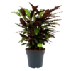 Calathea Rufibarba Wavestar - Pauwenplant - P27 H90 - Kamerplant 1 Calathea Rufibarba Wavestar - Pauwenplant - P27 H90 - Kamerplant -Woondecoratie Winkel calathea rufibarba wavestar pauwenplant p27 h90 1 1