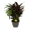 Calathea Rufibarba Wavestar - Pauwenplant - P32 H80 - Kamerplant 2 Calathea Rufibarba Wavestar - Pauwenplant - P32 H80 - Kamerplant -Woondecoratie Winkel calathea rufibarba wavestar pauwenplant p32 h80 1