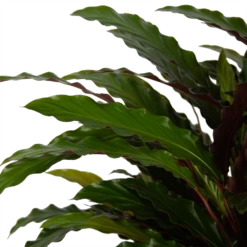 Calathea Rufibarba Wavestar - Pauwenplant - P32 H80 - Kamerplant -Woondecoratie Winkel calathea rufibarba wavestar pauwenplant p32 h80 5
