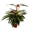 Calathea Stromante Triostar - Schaduwplant - P21 H105 - Kamerplant -Woondecoratie Winkel calathea stromante triostar schaduwplant p21 h105 4