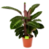 Calathea Warcewiczii - Livingplant - P19 H75 - Kamerplant -Woondecoratie Winkel calathea warcewiczii livingplant p19 h75 1 1