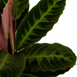 Nieuwe Producten -Woondecoratie Winkel calathea warcewiczii livingplant p19 h75 5 1