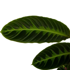 Calathea Warcewiczii - Livingplant - P19 H75 - Kamerplant -Woondecoratie Winkel calathea warcewiczii livingplant p19 h75 6