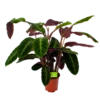 Calathea Warcewiczii - Livingplant - P21 H75 - Kamerplant 2 Calathea Warcewiczii - Livingplant - P21 H75 - Kamerplant -Woondecoratie Winkel calathea warcewiczii livingplant p21 h75 1 1