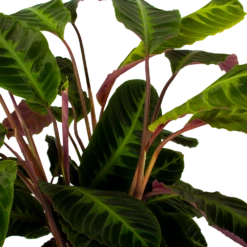 Nieuwe Producten -Woondecoratie Winkel calathea warcewiczii livingplant p21 h75 5 1