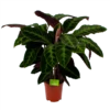 Calathea Warcewiczii - Livingplant - P21 H90 - Kamerplant 2 Calathea Warcewiczii - Livingplant - P21 H90 - Kamerplant -Woondecoratie Winkel calathea warcewiczii livingplant p21 h90 1