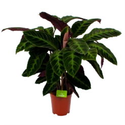 Nieuwe Producten 9 Calathea Warcewiczii - Livingplant - P21 H90 - Kamerplant