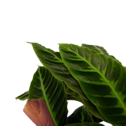 Nieuwe Producten -Woondecoratie Winkel calathea warcewiczii livingplant p21 h90 2