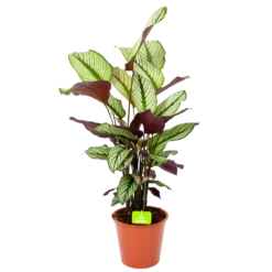 Nieuwe Producten 1 Calathea Whitestar - Schaduwplant - P19 H75 - Kamerplant