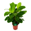 Calathea Zebrina - Livingplant - P19 H80 - Kamerplant -Woondecoratie Winkel calathea zebrina livingplant p19 h65 1 2