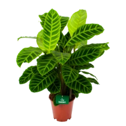Nieuwe Producten 3 Calathea Zebrina - Livingplant - P19 H80 - Kamerplant