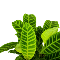 Nieuwe Producten -Woondecoratie Winkel calathea zebrina livingplant p19 h65 5 1