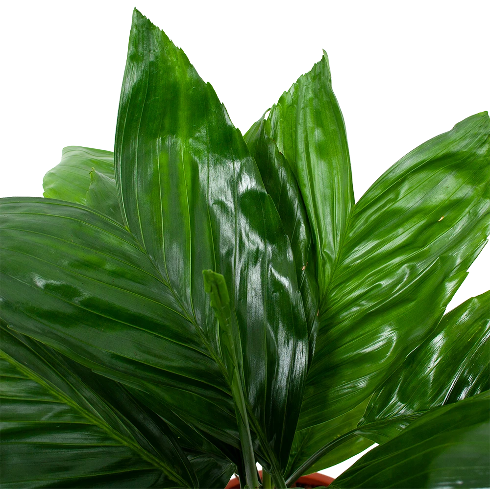 Chamaedorea Metallica Bergpalm - P17 H50 - Kamerplant 4 Chamaedorea Metallica Bergpalm - P17 H50 - Kamerplant - Afbeelding 2