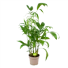 Chamaedorea Seifrizii - Bergpalm - P24 H100 - Kamerplant -Woondecoratie Winkel chamaedorea seifrizii bergpalm p24 h100 1