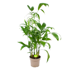 Chamaedorea Seifrizii - Bergpalm - P24 H100 - Kamerplant