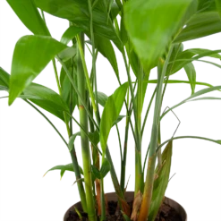 Chamaedorea Seifrizii - Bergpalm - P24 H100 - Kamerplant -Woondecoratie Winkel chamaedorea seifrizii bergpalm p24 h100 6