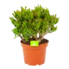 Crassula Ovata Gollum - P23 H50 - Kamerplant 1 Crassula Ovata Gollum - P23 H50 - Kamerplant -Woondecoratie Winkel crassula ovata gollum p23 h50 1 1