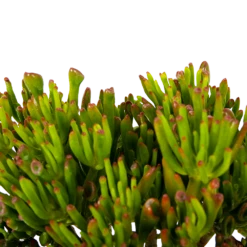 Crassula Ovata Gollum - P23 H50 - Kamerplant -Woondecoratie Winkel crassula ovata gollum p23 h50 5 1