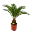 Cycas Revoluta - Vredespalm - P24 H85 - Kamerplant -Woondecoratie Winkel cycas revoluta vredespalm p24cm h85cm 4