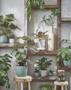 Bloempot Daan - D21.5 X H20.5cm - Groen 7 Bloempot Daan - D21.5 X H20.5cm - Groen -Woondecoratie Winkel daan pot rond groen h20 5xd21 5cm bloempot 7 12