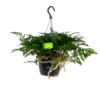 Davallia Teyermannii - In Hangpot - P17 H30 - Kamerplant -Woondecoratie Winkel davallia teyermannii in hangpot p17 h30 1