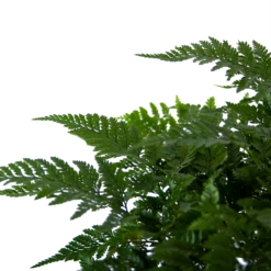 Davallia Teyermannii - In Hangpot - P17 H30 - Kamerplant 8 Davallia Teyermannii - In Hangpot - P17 H30 - Kamerplant -Woondecoratie Winkel davallia teyermannii in hangpot p17 h30 6