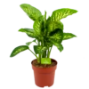 Dieffenbachia Seguine 'Reeva' - P24 H90 - Kamerplant -Woondecoratie Winkel dieffenbachia seguine reeva p24 h90 1 1