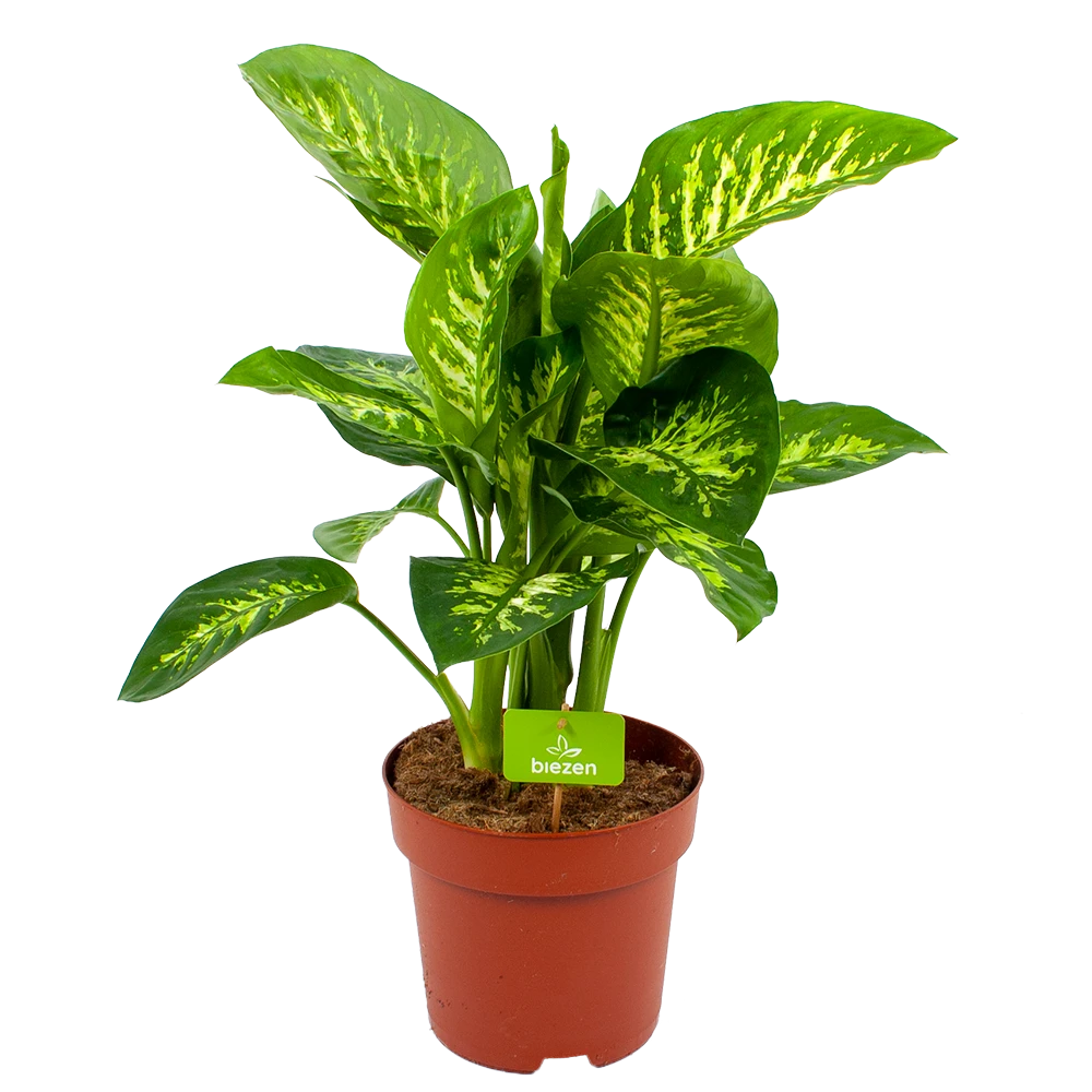 Dieffenbachia Seguine 'Reeva' - P24 H90 - Kamerplant 3 Dieffenbachia Seguine 'Reeva' - P24 H90 - Kamerplant