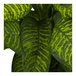 Dieffenbachia Seguine Tropic Jewel - P35 H130 - Kamerplant 8 Dieffenbachia Seguine Tropic Jewel - P35 H130 - Kamerplant -Woondecoratie Winkel dieffenbachia seguine tropic jewel p35 h130 4