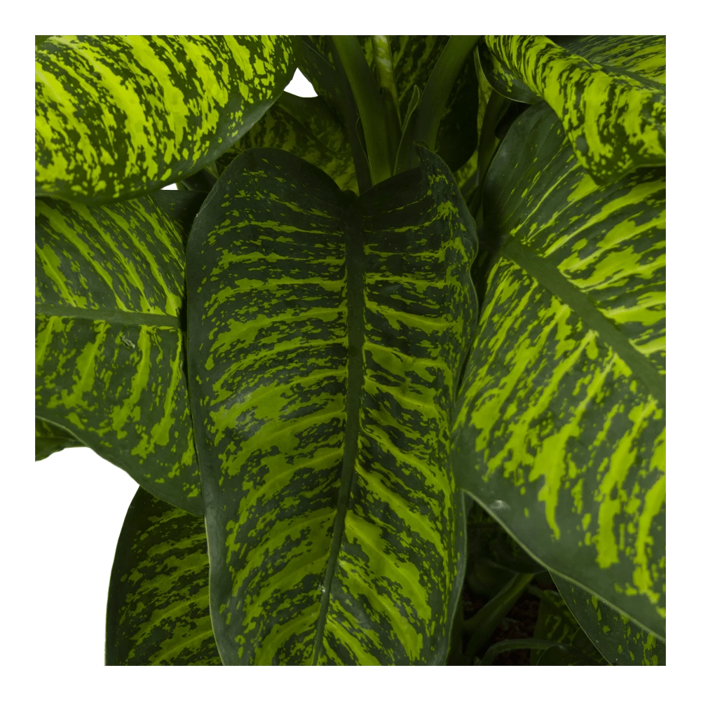 Dieffenbachia Seguine Tropic Jewel - P35 H130 - Kamerplant 5 Dieffenbachia Seguine Tropic Jewel - P35 H130 - Kamerplant - Afbeelding 3