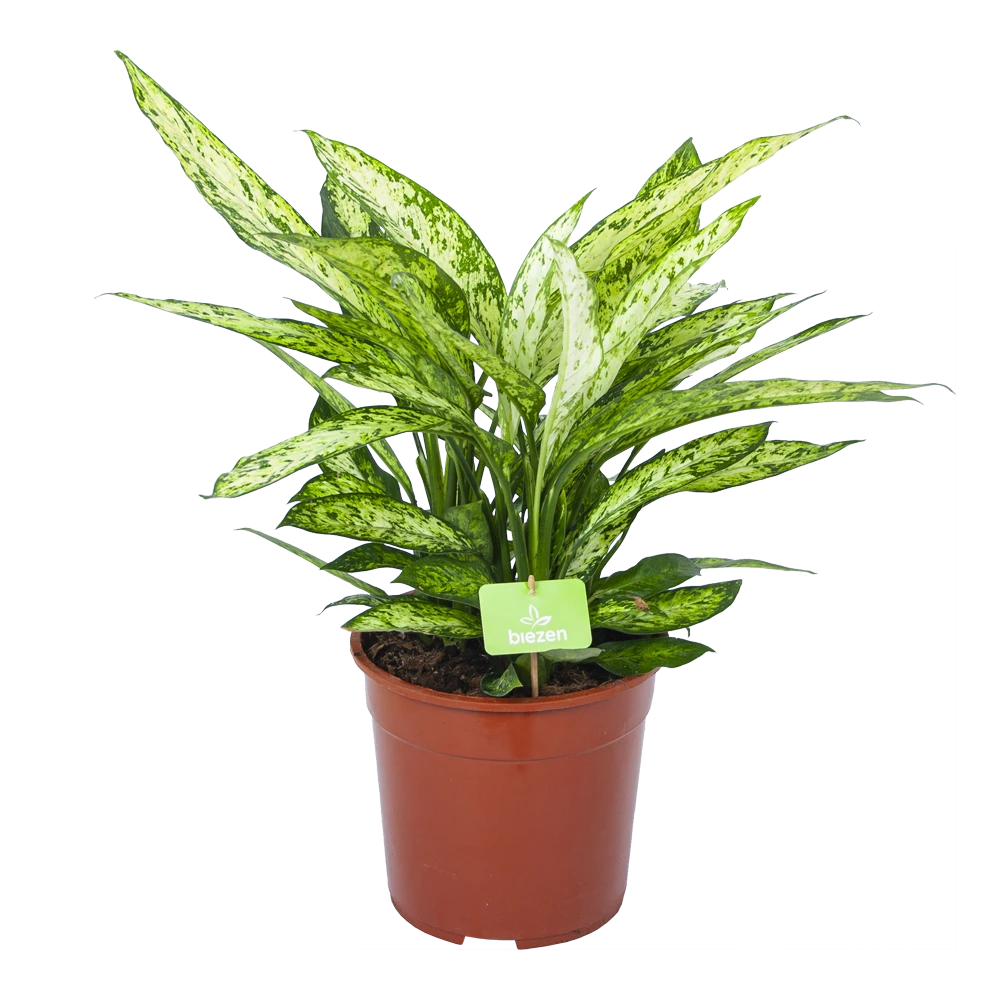 Dieffenbachia Vesuvius - P27 H70 - Kamerplant 3 Dieffenbachia Vesuvius - P27 H70 - Kamerplant