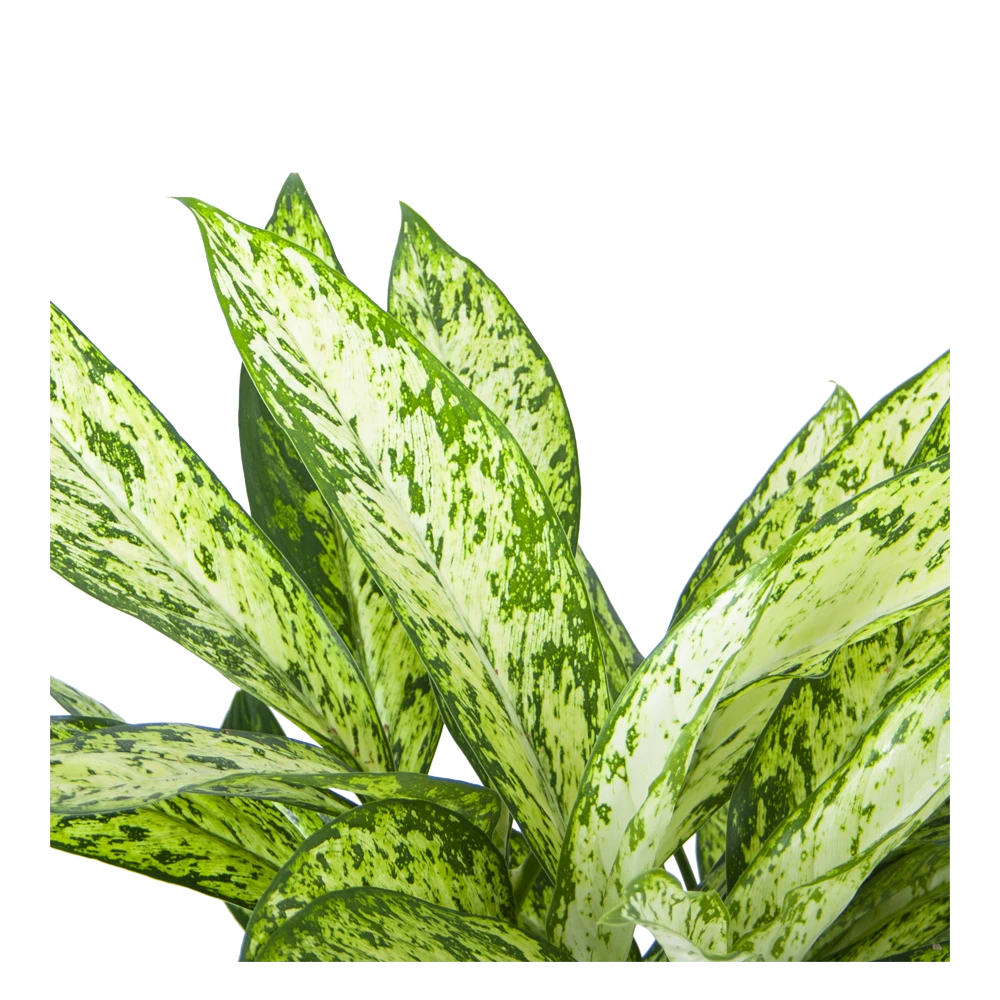Dieffenbachia Vesuvius - P27 H70 - Kamerplant 4 Dieffenbachia Vesuvius - P27 H70 - Kamerplant - Afbeelding 2