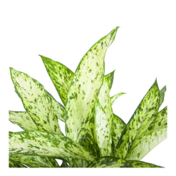 Dieffenbachia Vesuvius - P27 H70 - Kamerplant 8 Dieffenbachia Vesuvius - P27 H70 - Kamerplant -Woondecoratie Winkel dieffenbachia vesuvius p27 h70 6