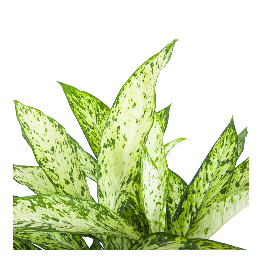 Dieffenbachia Vesuvius - P27 H70 - Kamerplant 5 Dieffenbachia Vesuvius - P27 H70 - Kamerplant - Afbeelding 3